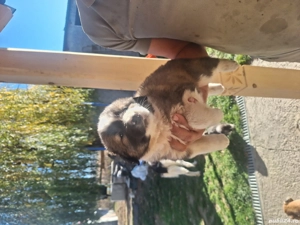 bucovina #carpatin - imagine 2