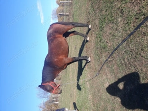 Vand Iapă  - imagine 4