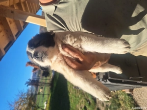 bucovina #carpatin - imagine 3