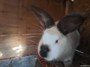 iepuri californieni - imagine 3