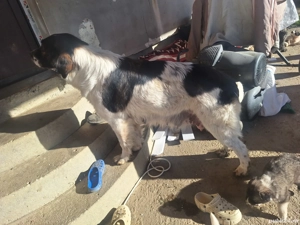 bucovina #carpatin - imagine 4