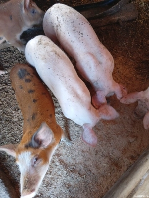 grăsuni de vanzare asigur transport 