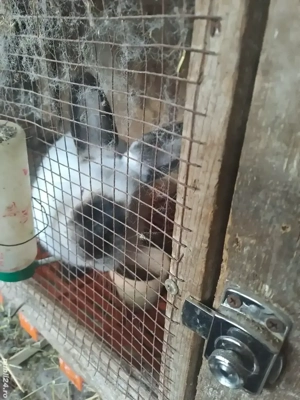 iepuri californieni - imagine 4