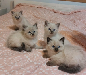 Pui pisica Birmaneza - imagine 2