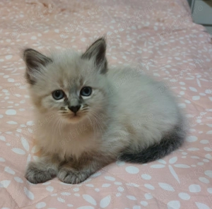 Pui pisica Birmaneza - imagine 4