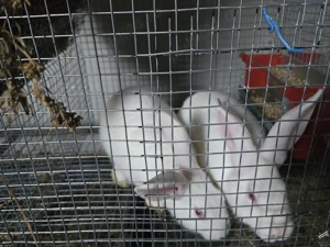 Iepuri carne Alb Pannon si Hycole francez