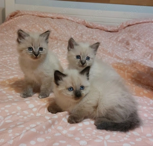 Pui pisica Birmaneza - imagine 3