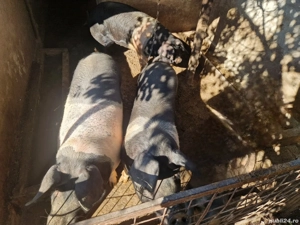 porci de vanzare 