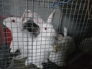 Iepuri carne Alb Pannon si Hycole francez - imagine 2