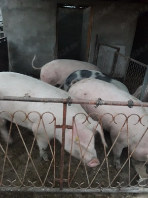 Vând porci rasă de carne - imagine 3 Vând porci rasă de carne - imagine 3