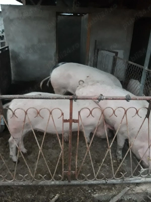 Vând porci rasă de carne