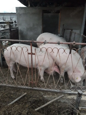Vând porci rasă de carne - imagine 2 Vând porci rasă de carne - imagine 2