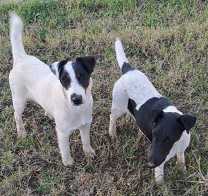 Foxterrier  Fox terrie par neted(smooth)