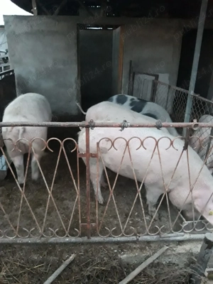 Vând porci rasă de carne - imagine 4 Vând porci rasă de carne - imagine 4