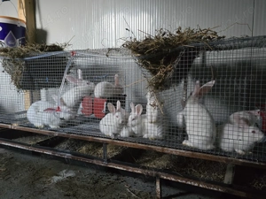 Iepuri carne Alb Pannon si Hycole francez - imagine 4