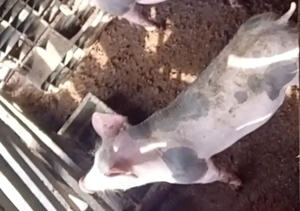 Vieruț pietrain belgian pur cu pedegree 