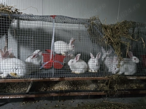 Iepuri carne Alb Pannon si Hycole francez - imagine 5