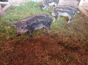 Purcei mangalița  - imagine 3