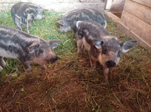 Purcei mangalița  - imagine 2