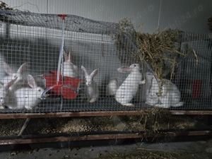 Iepuri carne Alb Pannon si Hycole francez - imagine 6