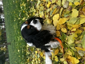 Monta cățel  - imagine 2