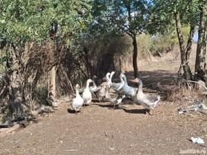 Vând gâște - imagine 5