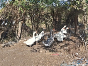 Vând gâște - imagine 3