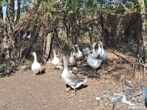 Vând gâște - imagine 2