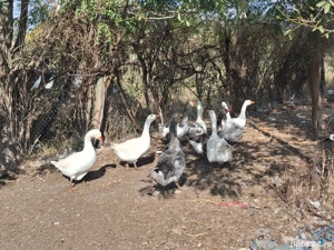 Vând gâște - imagine 4