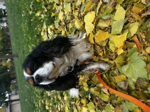 Monta cățel  - imagine 3