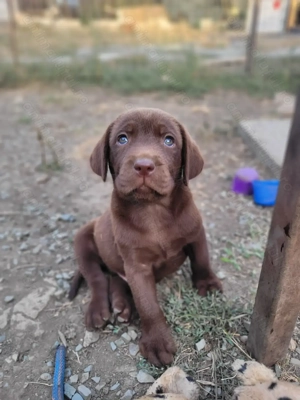 Labrador retriever 
