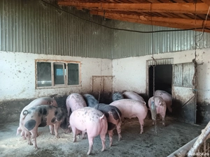 Porci pentru Craciun  - imagine 4 Porci pentru Craciun  - imagine 4