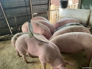 Porci pentru Craciun  - imagine 3 Porci pentru Craciun  - imagine 3