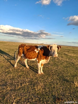 Vând vacă pentru abator