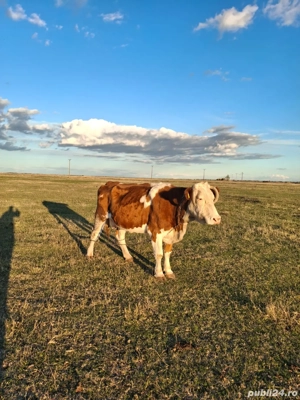 Vând vacă pentru abator - imagine 2