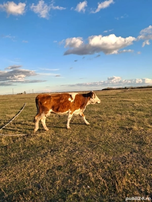 Vând vacă pentru abator - imagine 4