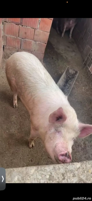 Vand porci  - imagine 2