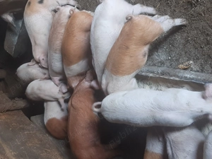 Purcei duroc landrace 