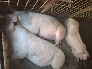 vînd porci  - imagine 4