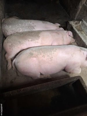 vînd porci  - imagine 3