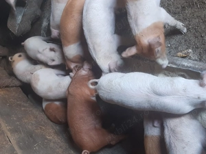 Purcei duroc landrace  - imagine 3