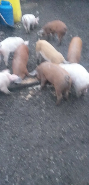 Vând purcei de 8 săptămâni - imagine 2