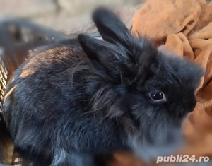Vând iepuriță cap de leu