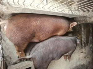 vînd porci  - imagine 2