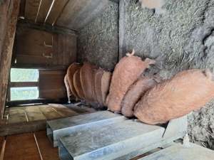 Purcei mangalita  - imagine 2 Purcei mangalita  - imagine 2