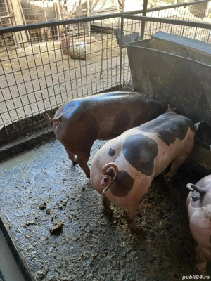 femele rasa de carne 70-80kg - imagine 3