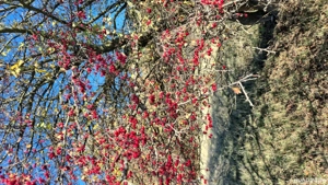 vand fructe de păducel