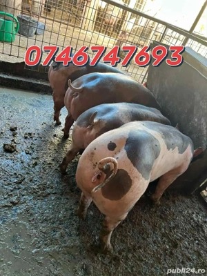 femele rasa de carne 70-80kg