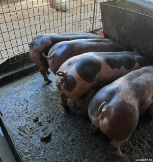 femele rasa de carne 70-80kg - imagine 2