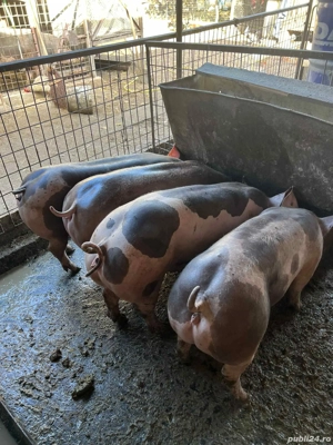 femele rasa de carne 70-80kg - imagine 4